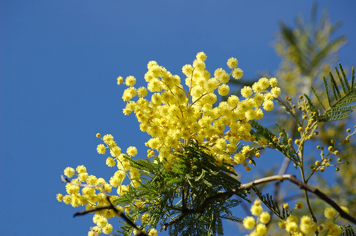 fleur jaune, Mimosa, printemps