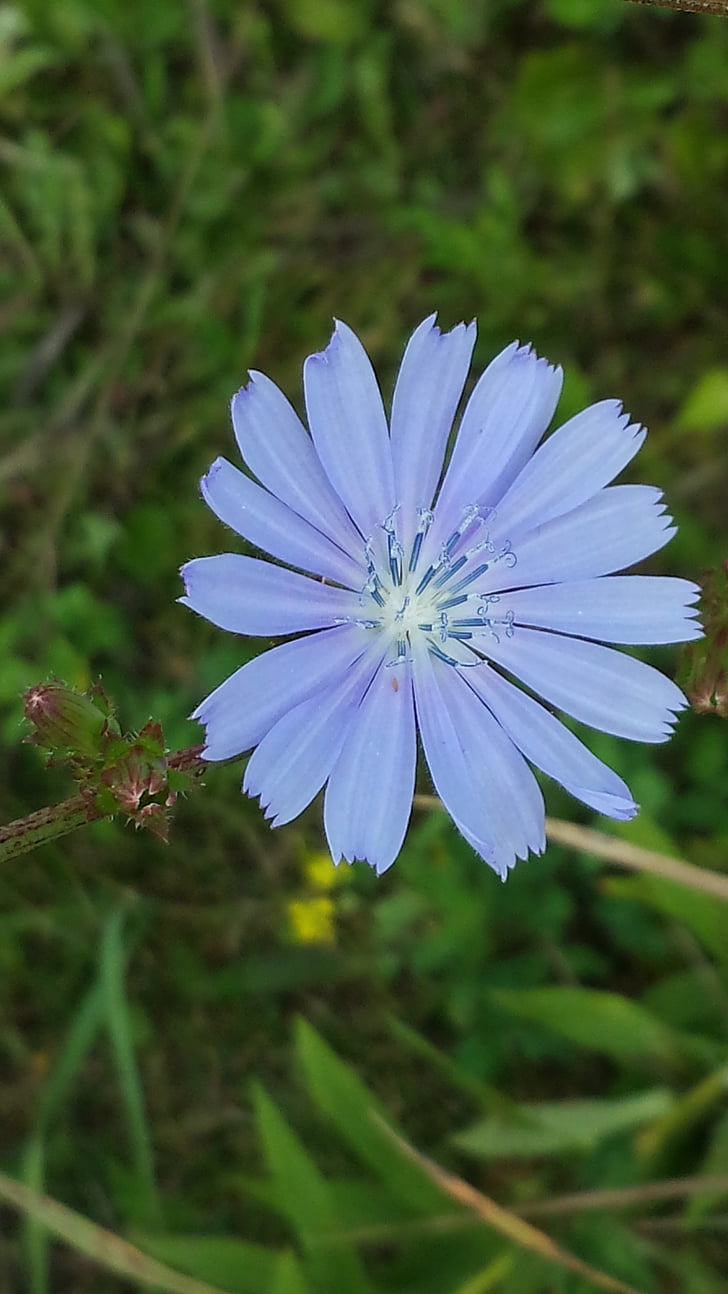 สีน้ำเงิน, ดอกไม้, ธรรมชาติ