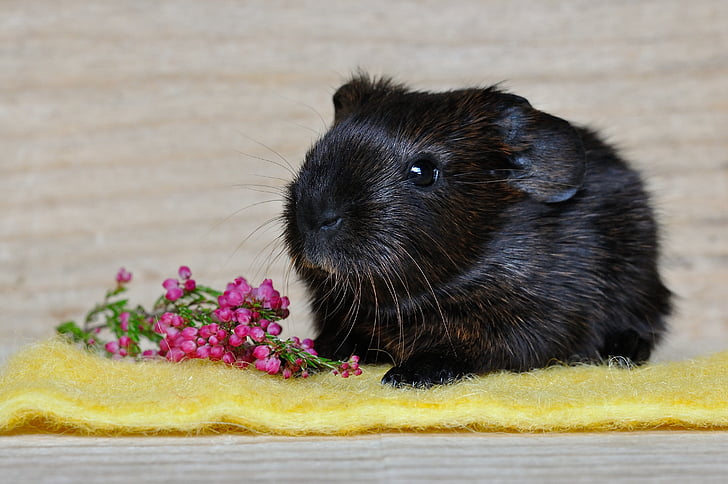guinea pig, smooth hair, young animal, gold agouti, sweet, small, cute