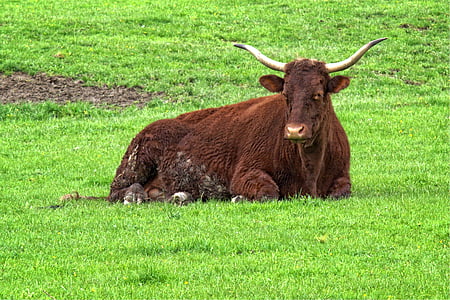 beef, livestock, horns, agriculture, grass, concerns, nature