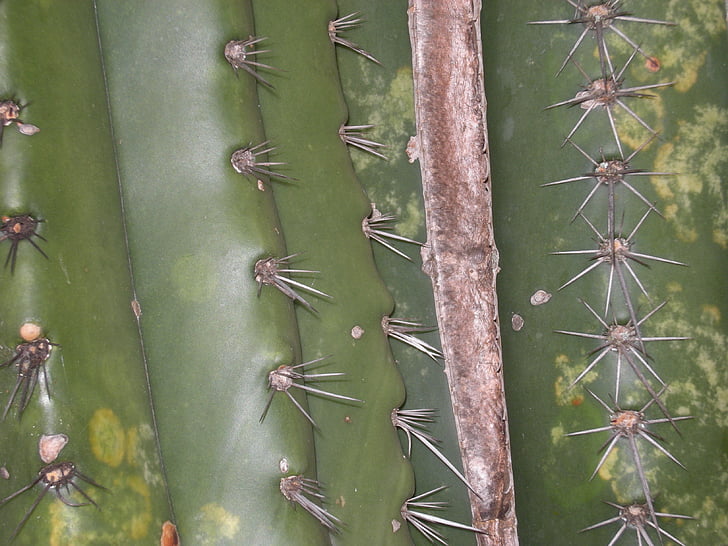 Cactus, groen, cactus lul, Tuin, woestijn, Thorn, Botanic