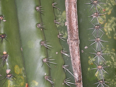 cactus, verd, punxada de cactus, jardí, desert de, espina, botànic