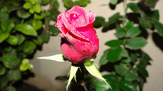Rosa, Natur, Blumen, Pflanzen
