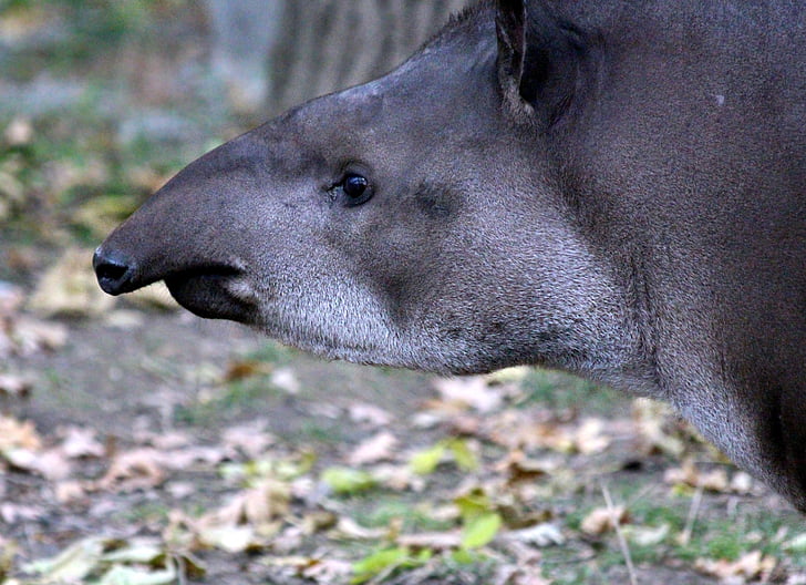 tapir dataran rendah, tapirus terrestris, Tapir, ovis, Rusia hewan, hewan, pemandangan