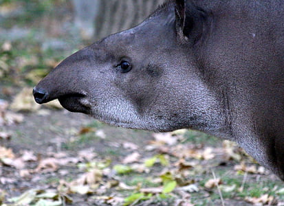 tapir de terres baixes, Tapirus terrestris, Tapir de, Ovis, animal rus, animal, veure