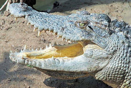 vietnam, crocodile, reptiles, animal, animal world, nature, predator