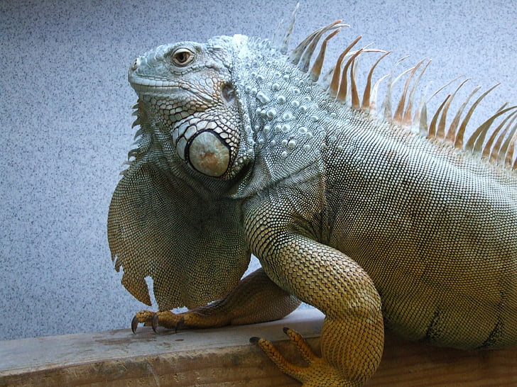 iguana, Adult, de sex masculin, reptilă, soparla, verde, animale