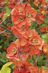 Κουμκουάτ japonica, διακοσμητικά κυδώνι, ο Μπους, Κόκκινο πορτοκάλι, λουλούδια, Ιάπωνες κυδώνι καλλωπιστικών