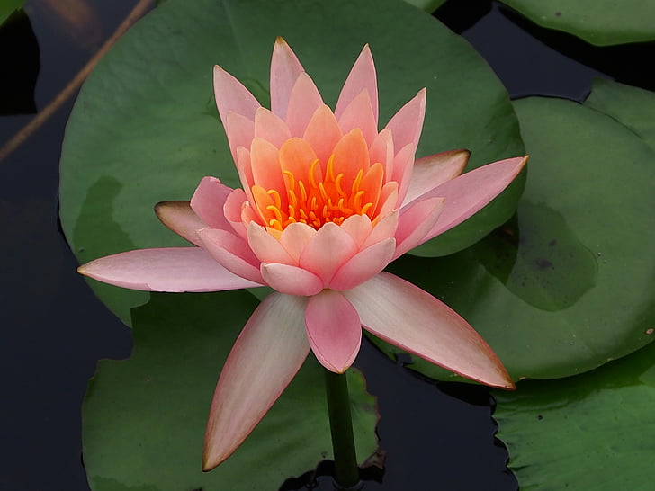 Lotus, plante, fleur, naturel