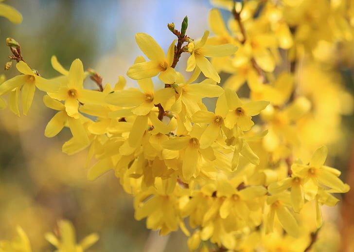Forsythia, fiori, fiori di Forsythia, arbusto ornamentale, giallo, primavera, pianta