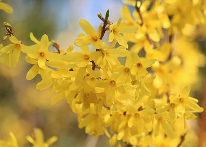 forsythia, flowers, forsythia flowers, ornamental shrub, yellow, spring, plant
