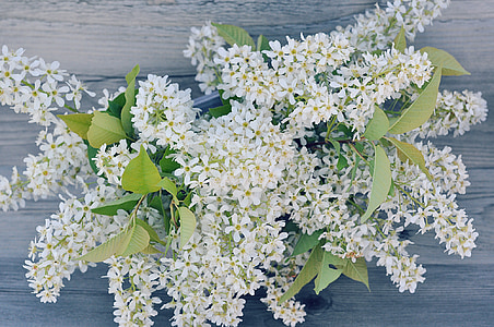 lilac, branches, flowers, white, lilac blossom branch, white flowers, spring