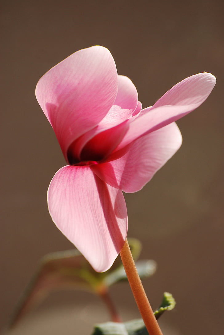 цикламеновий, рожевий, Флора, квітка