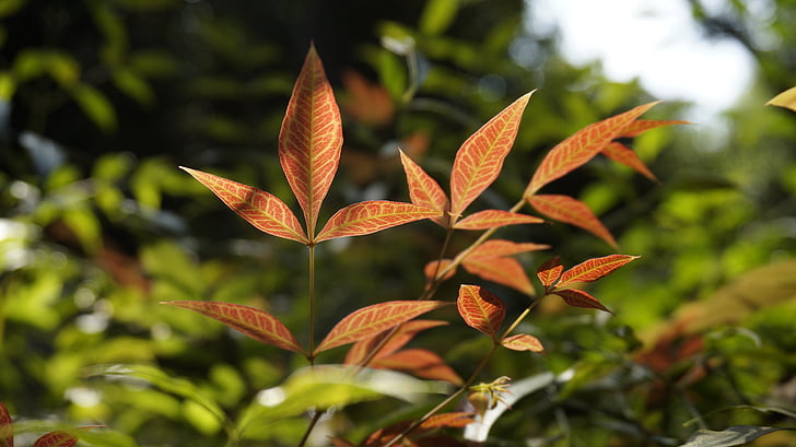 LAN : tianzhu, feuille, feuilles rouges, veine