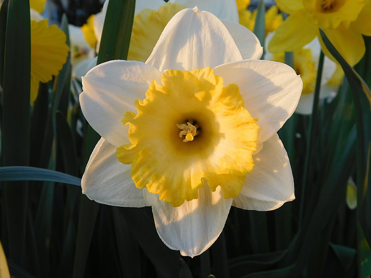 Narcissus, kollane, valge, kevadel, kevadel, lill, õis