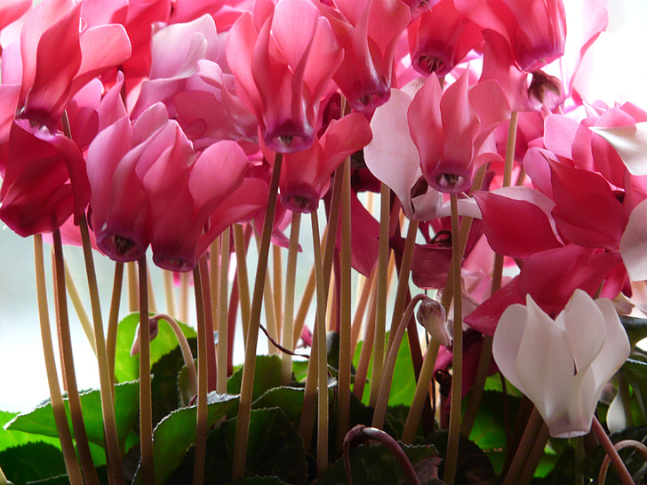 Cyclamen, kukka, vaaleanpunainen, valkoinen, Flora, Koristekasvi, Blossom