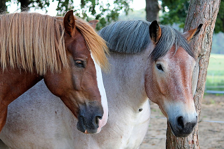 horses, pasture, kaltblut, light brown