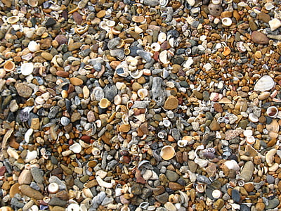 snäckor, stranden, Shelly beach, Shore, kustnära, Seashell