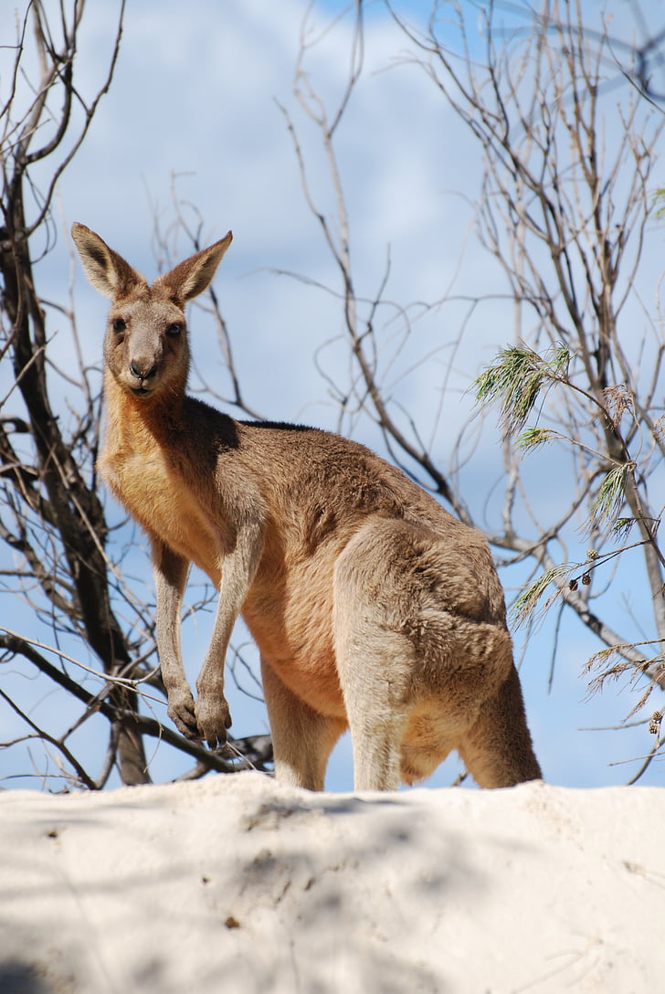 kangur, zwierząt, Australia