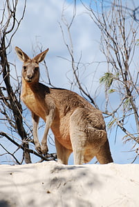 klokan, zvíře, Austrálie