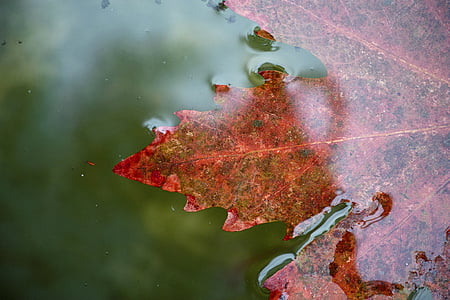 листа, червен, вода, сезон, фон, цвете, макрос