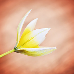 Star tulip, pequeñas estrella tulip, flor, flor, floración, amarillo-blanco, cerrar