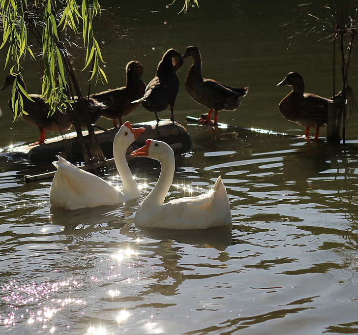 swan, duck, willow
