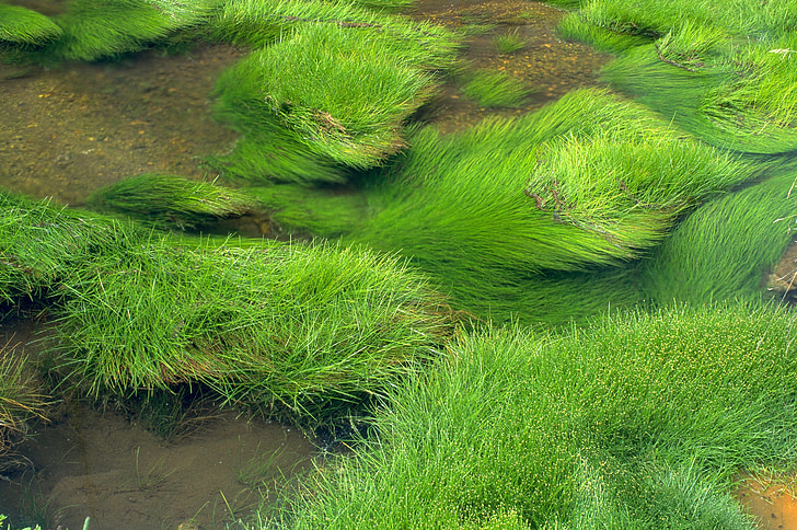 herbe, rivière, vert, paysage, eau, écologie, nature