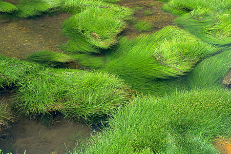 trava, Rijeka, zelena, krajolik, vode, Ekologija, priroda