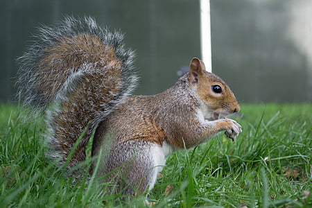 London, Eichhörnchen, England, Natur, Park, Tiere, Grass