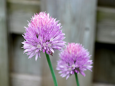 chives flowers, floral, bloom, fresh, growing, macro, close up