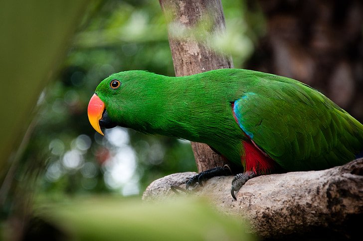 bird, parrot, macaw, green, trunk, forest
