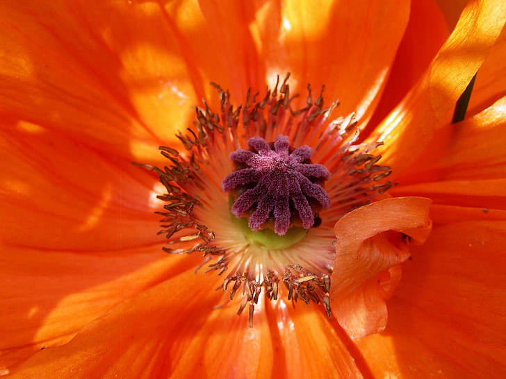 poppy, central, summer, flower, orange