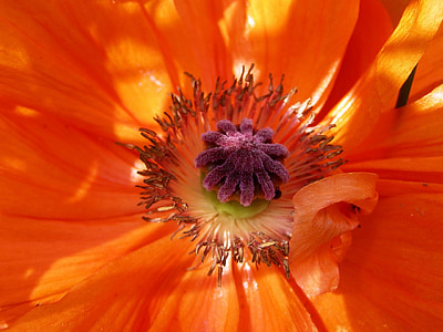 Poppy, Pusat, musim panas, bunga, Orange