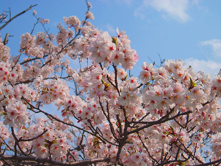čerešňa, kvitnúce sakury, jar, ružová, kvety, prírodné, rastlín