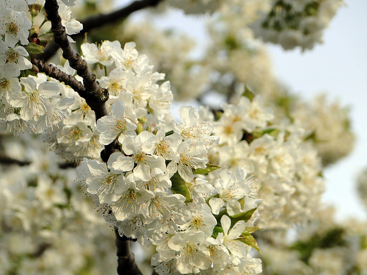 čerešňový kvet, kvety, čerešňa, jar, biela, strom, ružová