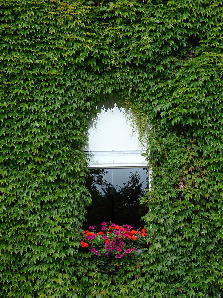 langas, Vijoklis, gėlės, atspindys, žalia, pastatas, lapai