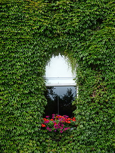 window, creeper, flowers, reflection, green, building, leaves
