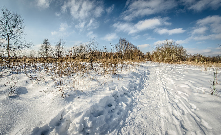 зимни, сняг, дърво, природата, пейзаж, изглед