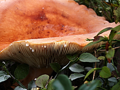 fungus, forest, bilberry, syrovinka, edible, mushrooms, fruiting bodies