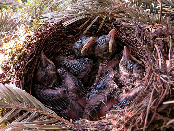 wiosna, Blackbird, Gniazdo, Ptasie gniazdo, Blackbird nest, ptak, pióro