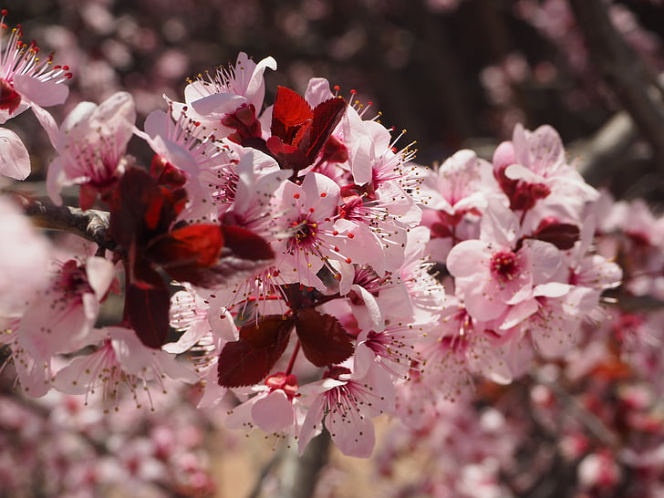 Prunus, flor, Primavera, Cherry hill, árvore, florescência, natureza