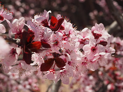 Prunus, blomst, forår, Cherry hill, træ, blomstrende, natur