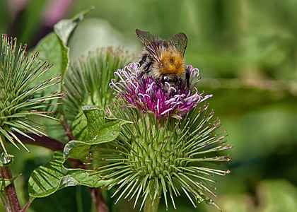 hummel, insect, flower, bee, nature, summer, blossom