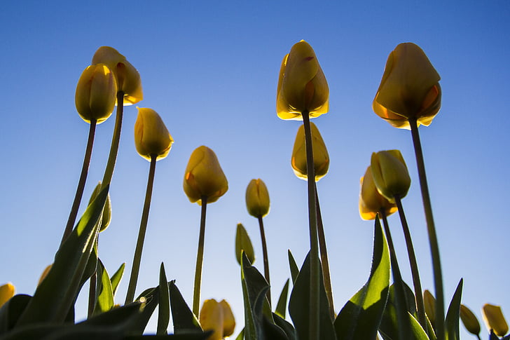 Nīderlande, puķe, Pavasaris, no rīta, Lisse, sīpolu lauki, tulpes