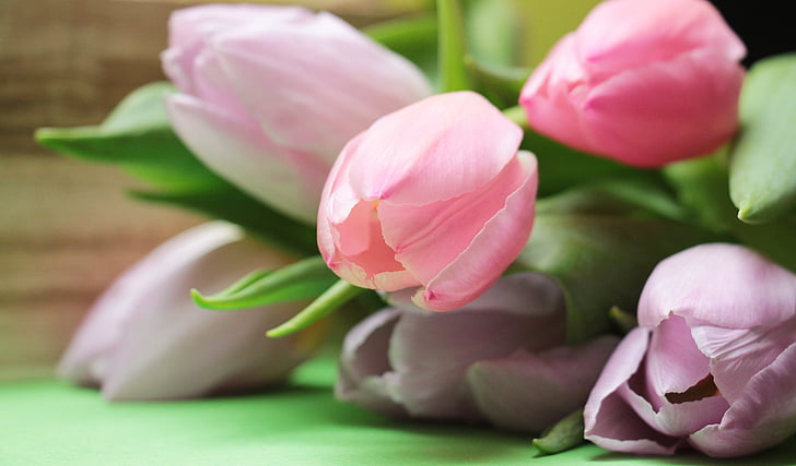 tulipaner, blomster, blomst, våren, natur, vårblomster, rosa