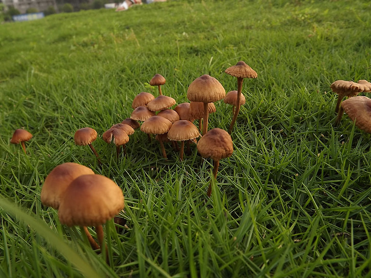mushroom, grassland, plant