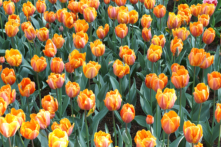 tulipaner, Holland, våren, natur, Tulip, Tulip feltene, Keukenhof
