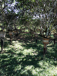granja de abejas, naturaleza, paisaje