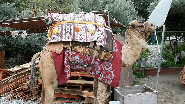 καμήλα, δρομάδες, έρημο, Τουρκία, σαφάρι, ζώο, καμπούρα